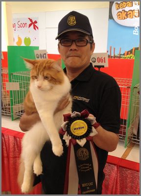 Best Cat